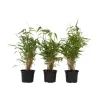 Planten-Plant in a Box Bamboe - Set van 3 - Fargesia rufa - Hoogte 25-40cm - ⌀13cm