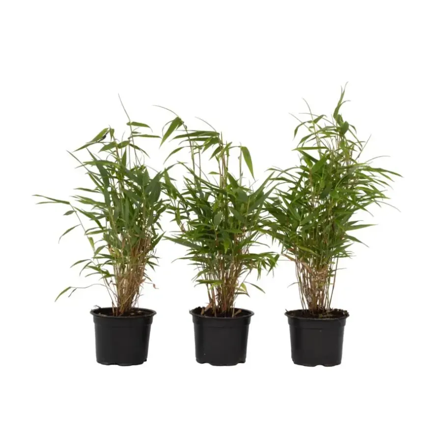 Planten-Plant in a Box Bamboe - Set van 3 - Fargesia rufa - Hoogte 25-40cm - ⌀13cm