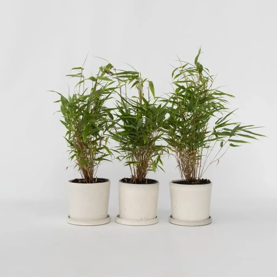 Planten-Plant in a Box Bamboe - Set van 3 - Fargesia rufa - Hoogte 25-40cm - ⌀13cm