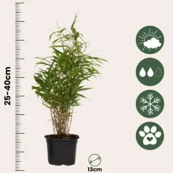 Planten-Plant in a Box Bamboe - Set van 3 - Fargesia rufa - Hoogte 25-40cm - ⌀13cm