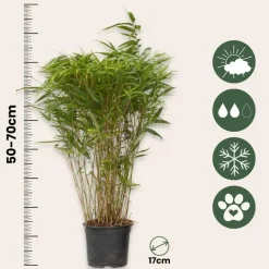 Plant in a Box Bamboe - Set van 2 - Fargesia nitida 'Gansu' - Hoogte 50-70cm - ⌀17cm