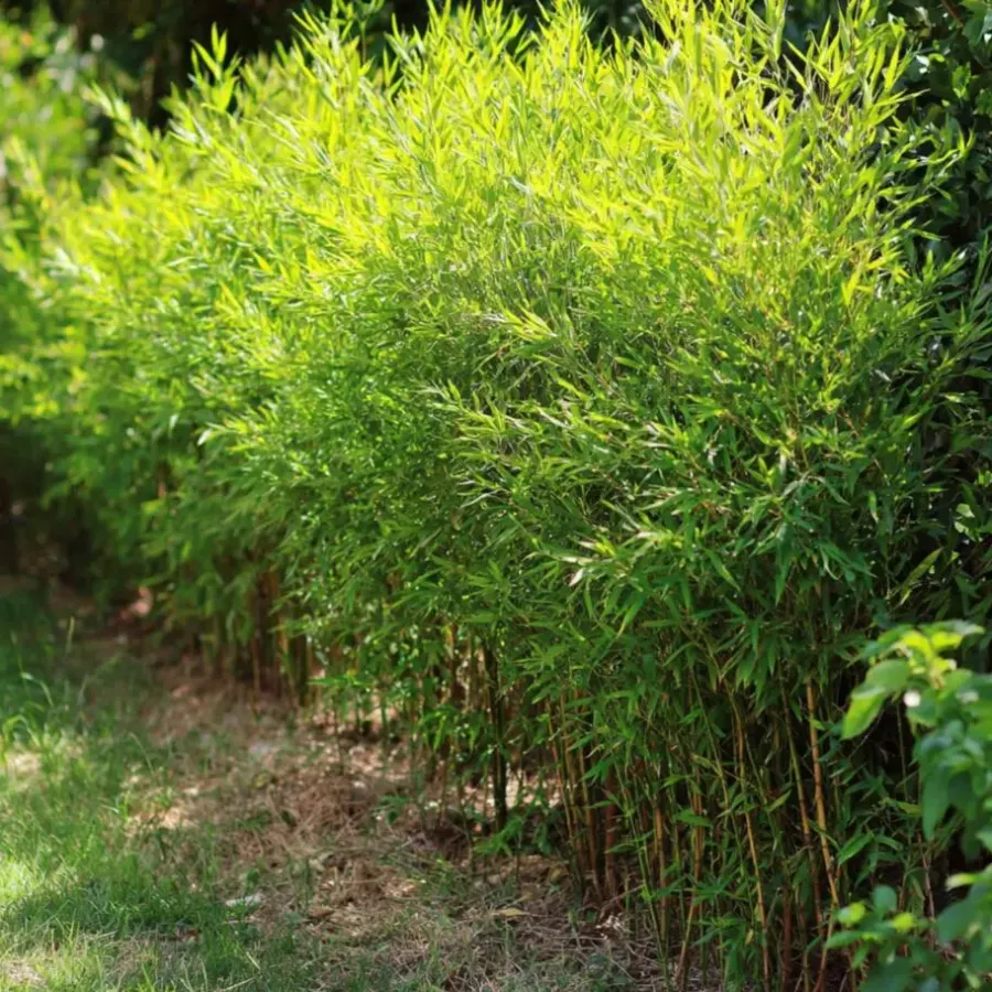 Plant in a Box Bamboe - Set van 2 - Fargesia nitida 'Gansu' - Hoogte 50-70cm - ⌀17cm