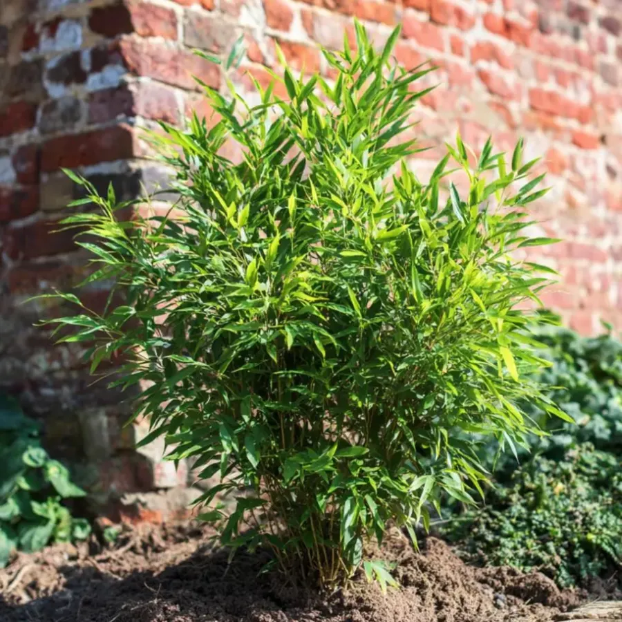 Plant in a Box Bamboe - Set van 2 - Fargesia nitida 'Gansu' - Hoogte 50-70cm - ⌀17cm