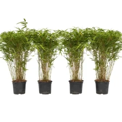 Planten-Plant in a Box Bamboe - Set van 4 - Fargesia nitida 'Gansu' - Hoogte 50-70cm - ⌀17cm