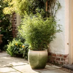 Planten-Plant in a Box Bamboe - Set van 4 - Fargesia nitida 'Gansu' - Hoogte 50-70cm - ⌀17cm
