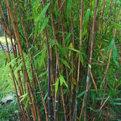 Planten-Plant in a Box Bamboe - Set van 4 - Fargesia nitida 'Gansu' - Hoogte 50-70cm - ⌀17cm