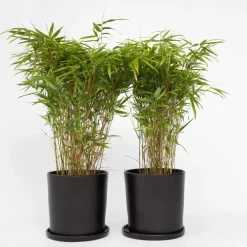 Plant in a Box Bamboe - Set van 6 - Fargesia nitida 'Gansu' - Hoogte 50-70cm - ⌀17cm
