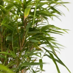 Plant in a Box Bamboe - Set van 6 - Fargesia nitida 'Gansu' - Hoogte 50-70cm - ⌀17cm