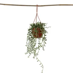 Plant in a Box Bananenketting - Senecio radicans - Hoogte 10-20cm - ⌀12cm