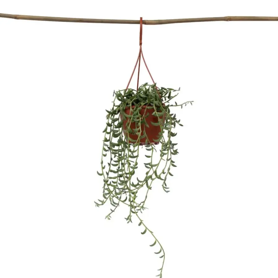 Plant in a Box Bananenketting - Senecio radicans - Hoogte 10-20cm - ⌀12cm