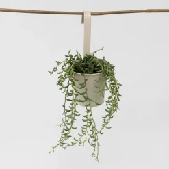 Plant in a Box Bananenketting - Senecio radicans - Hoogte 10-20cm - ⌀12cm