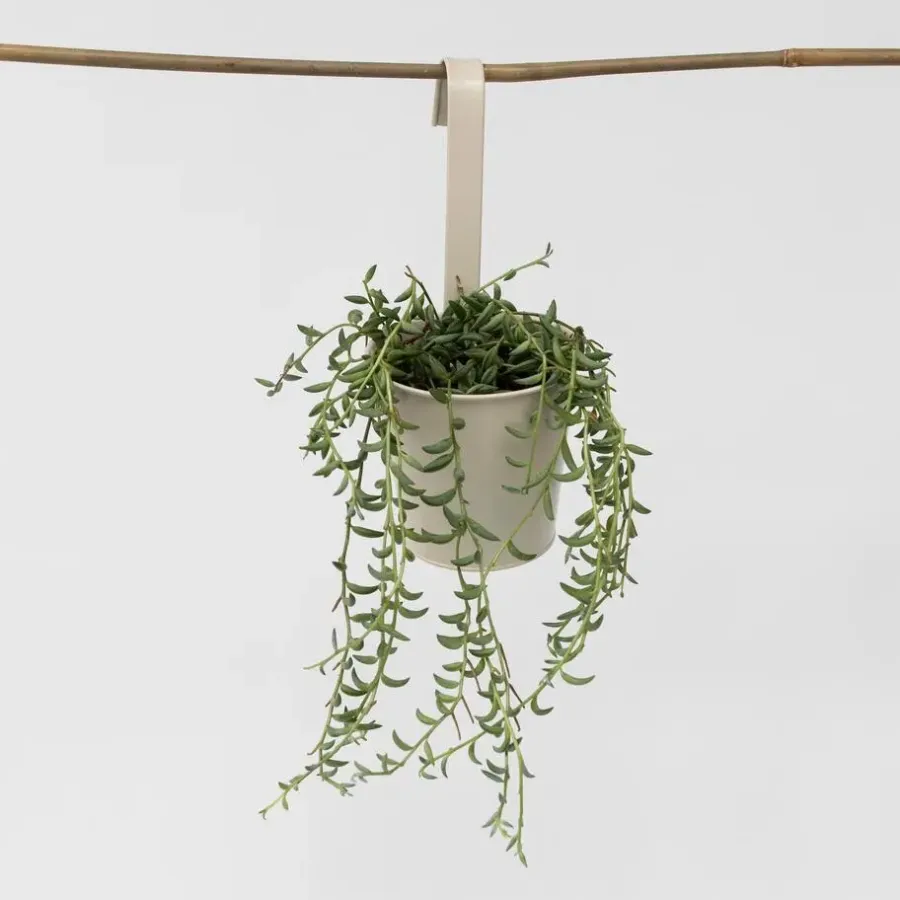 Plant in a Box Bananenketting - Senecio radicans - Hoogte 10-20cm - ⌀12cm