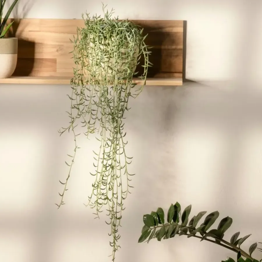 Plant in a Box Bananenketting - Senecio radicans - Hoogte 10-20cm - ⌀12cm