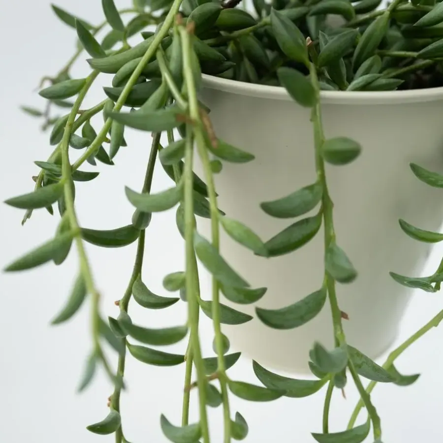 Plant in a Box Bananenketting - Senecio radicans - Hoogte 10-20cm - ⌀12cm