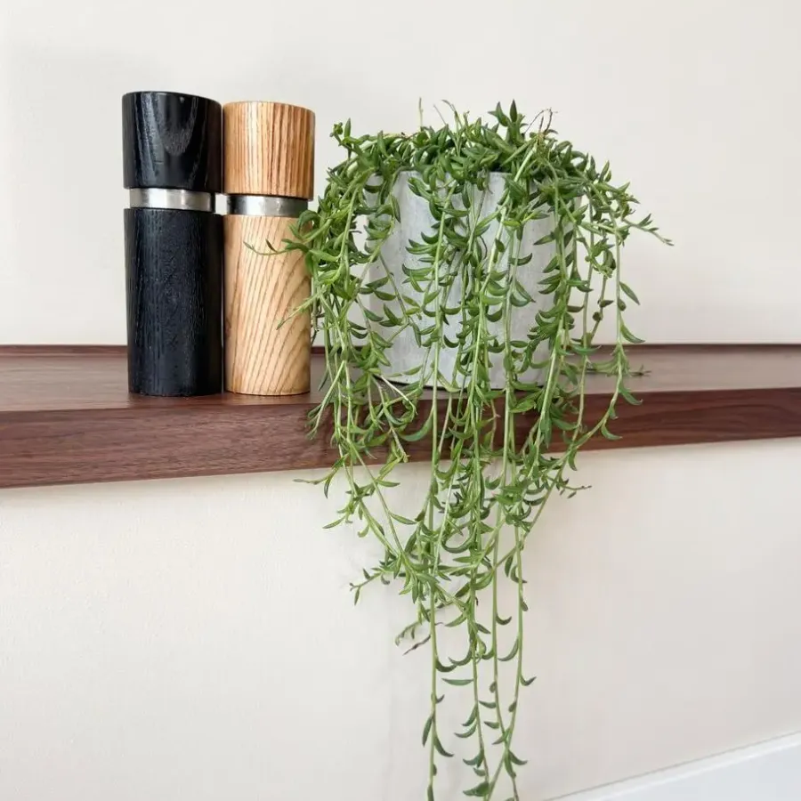Plant in a Box Bananenketting - Senecio radicans - Hoogte 10-20cm - ⌀12cm