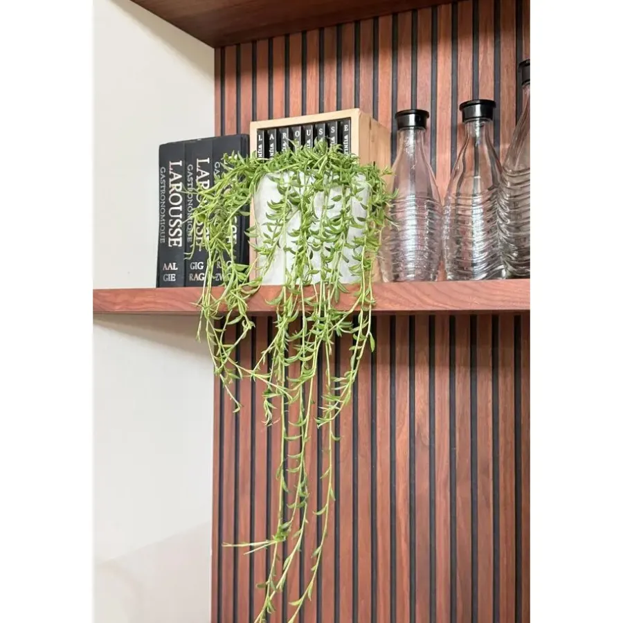 Plant in a Box Bananenketting - Senecio radicans - Hoogte 10-20cm - ⌀12cm