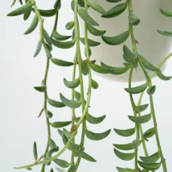 Plant in a Box Bananenketting - Senecio radicans - Hoogte 10-20cm - ⌀12cm