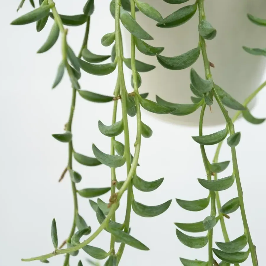 Plant in a Box Bananenketting - Senecio radicans - Hoogte 10-20cm - ⌀12cm