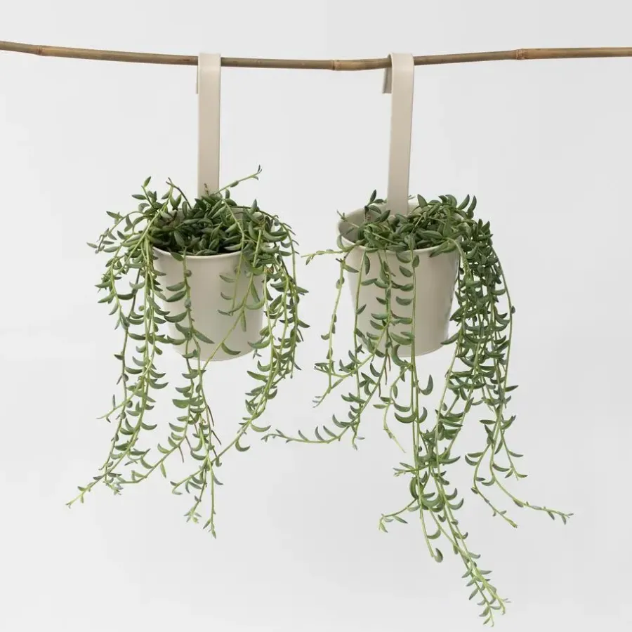 Kamerplanten-Plant in a Box Bananenketting - Set van 2 - Senecio radicans - Hoogte 10-20cm - ⌀12cm