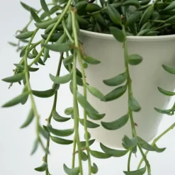 Kamerplanten-Plant in a Box Bananenketting - Set van 2 - Senecio radicans - Hoogte 10-20cm - ⌀12cm