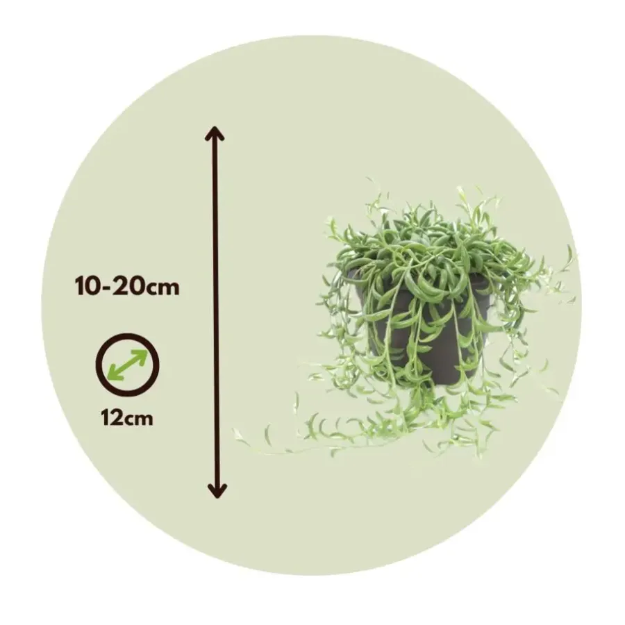 Kamerplanten-Plant in a Box Bananenketting - Set van 2 - Senecio radicans - Hoogte 10-20cm - ⌀12cm
