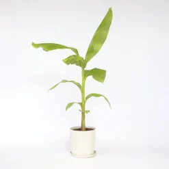 Plant in a Box Bananenplant - Musa basjoo - Hoogte 55-70cm - ⌀21cm