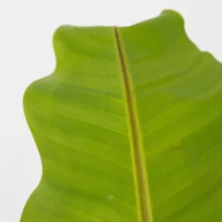 Plant in a Box Bananenplant - Musa basjoo - Hoogte 55-70cm - ⌀21cm
