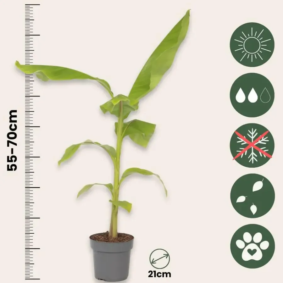 Plant in a Box Bananenplant - Musa basjoo - Hoogte 55-70cm - ⌀21cm