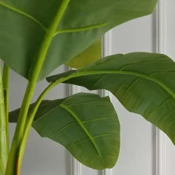 Plant in a Box Bananenplant - Musa basjoo - Hoogte 55-70cm - ⌀21cm