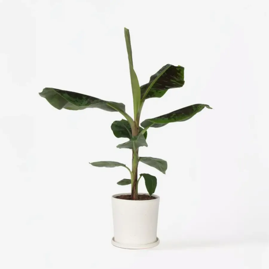 Kamerplanten-Plant in a Box Bananenplant - Musa 'Dwarf Cavendish' - Hoogte 90-100cm - ⌀21cm