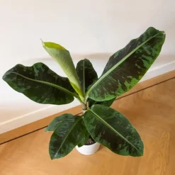 Kamerplanten-Plant in a Box Bananenplant - Musa 'Dwarf Cavendish' - Hoogte 90-100cm - ⌀21cm
