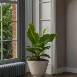 Plant in a Box Bananenplant - Musa 'Oriental Dwarf' - Hoogte 25-40cm - ⌀12cm