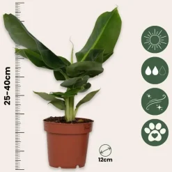 Plant in a Box Bananenplant - Musa 'Oriental Dwarf' - Hoogte 25-40cm - ⌀12cm