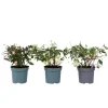 Plant in a Box Bellenplant - Set van 3 - Fuchsia magellanica - Hoogte 10-20cm - ⌀9cm