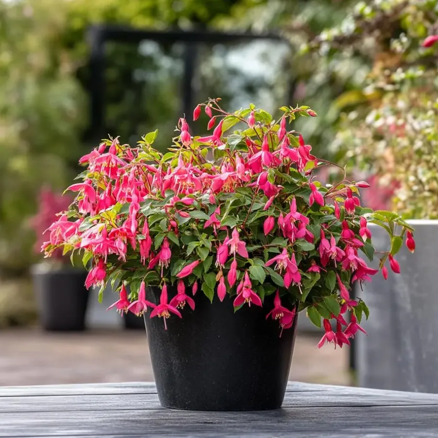 Plant in a Box Bellenplant - Set van 3 - Fuchsia magellanica - Hoogte 10-20cm - ⌀9cm