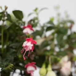 Plant in a Box Bellenplant - Set van 3 - Fuchsia magellanica - Hoogte 10-20cm - ⌀9cm