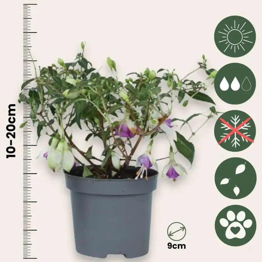 Plant in a Box Bellenplant - Set van 3 - Fuchsia magellanica - Hoogte 10-20cm - ⌀9cm