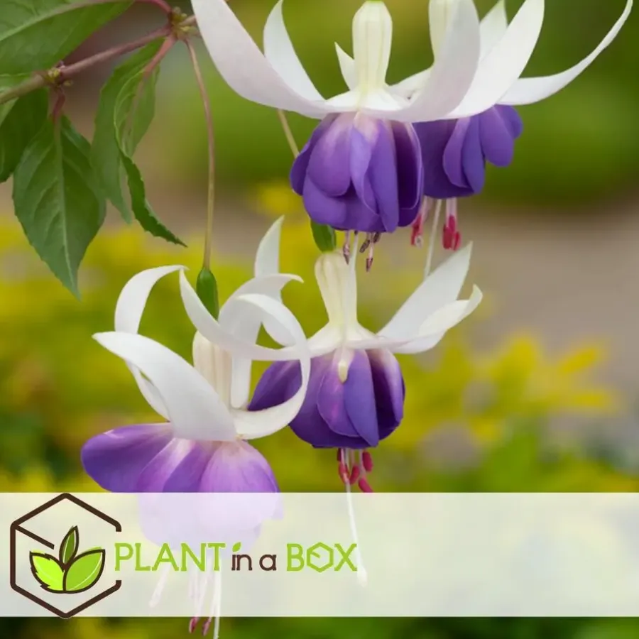 Plant in a Box Bellenplant - Set van 3 - Fuchsia magellanica - Hoogte 10-20cm - ⌀9cm