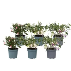 Plant in a Box Bellenplant - Set van 6 - Fuchsia magellanica - Hoogte 10-20cm - ⌀9cm