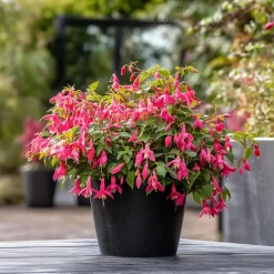 Plant in a Box Bellenplant - Set van 6 - Fuchsia magellanica - Hoogte 10-20cm - ⌀9cm
