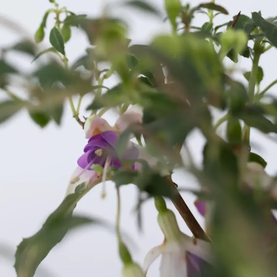 Plant in a Box Bellenplant - Set van 6 - Fuchsia magellanica - Hoogte 10-20cm - ⌀9cm