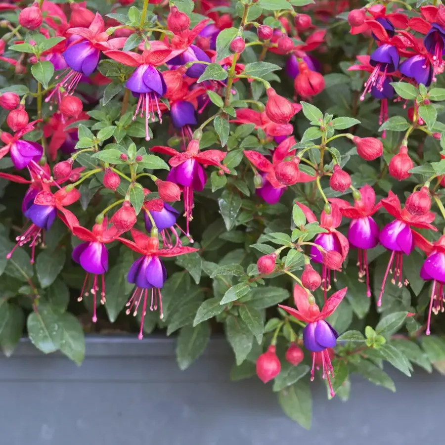 Plant in a Box Bellenplant - Set van 6 - Fuchsia magellanica - Hoogte 10-20cm - ⌀9cm