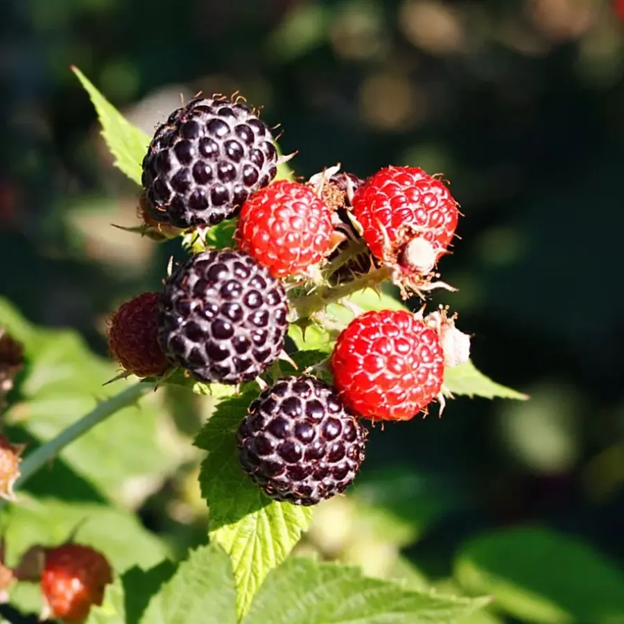 Plant in a Box Bessenplanten - Set van 4 - Rubus Rubrum Uva Fructosus - Hoogte 25-40cm - ⌀9cm