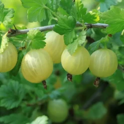 Plant in a Box Bessenplanten - Set van 4 - Rubus Rubrum Uva Fructosus - Hoogte 25-40cm - ⌀9cm