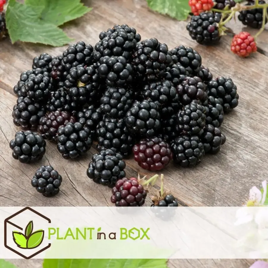 Plant in a Box Bessenplanten - Set van 4 - Rubus Rubrum Uva Fructosus - Hoogte 25-40cm - ⌀9cm