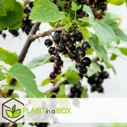 Plant in a Box Bessenplanten - Set van 4 - Rubus Rubrum Uva Fructosus - Hoogte 25-40cm - ⌀9cm