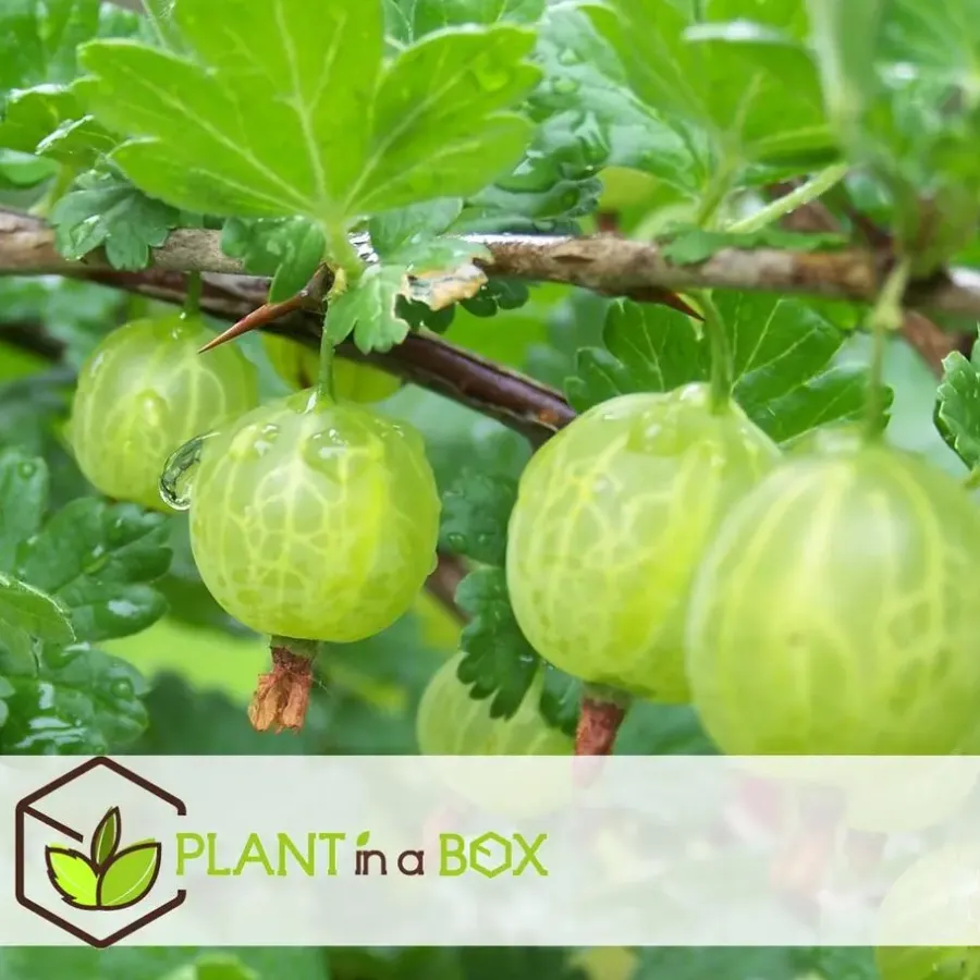 Plant in a Box Bessenplanten - Set van 4 - Rubus Rubrum Uva Fructosus - Hoogte 25-40cm - ⌀9cm