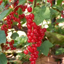 Plant in a Box Bessenplanten - Set van 4 - Rubus Rubrum Uva Fructosus - Hoogte 25-40cm - ⌀9cm