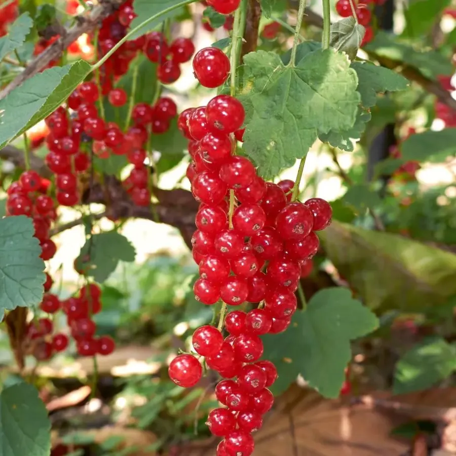 Plant in a Box Bessenplanten - Set van 4 - Rubus Rubrum Uva Fructosus - Hoogte 25-40cm - ⌀9cm