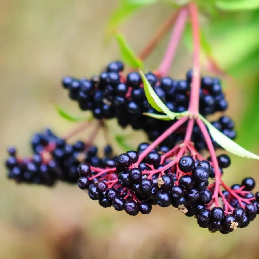 Plant in a Box Bessenplanten - Set van 4 - Rubus Rubrum Uva Fructosus - Hoogte 25-40cm - ⌀9cm